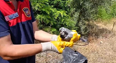 Ayağına Poşet Dolanan Kuşu İtfaiye Kurtardı