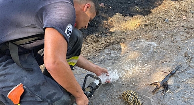 Bahçe Yangınında Minik Kaplumbağa Kurtarıldı