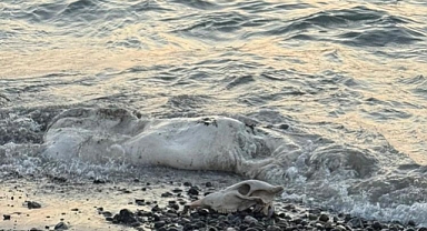 Denizden Telef Olmuş Angus Çıktı