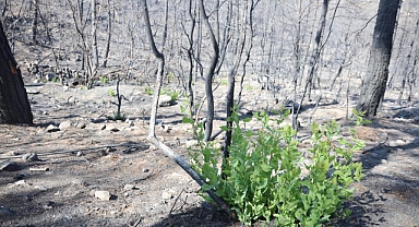 Fidanlar Kendiliğinden Yeşerdi