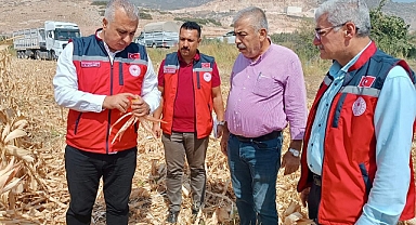Hatay’da Mısır Hasadı Başladı