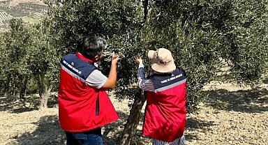 Hatay’da Zeytin Üretim Alanlarında İnceleme Çalışmaları