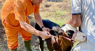 Hayvan Sağlığı Ekipleri Sahada