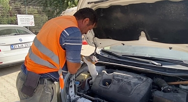 Kurtardığı Yavru Kedi, Kendi Kedisi Çıktı