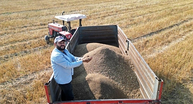 Maydanoz Tohumu Üretiminde Hasat Başladı