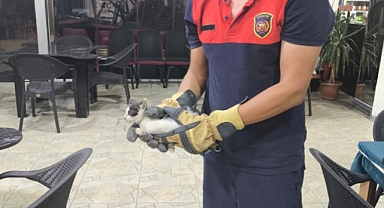 Miyavlama Sesi Yavru Kedinin Hayatını Kurtardı