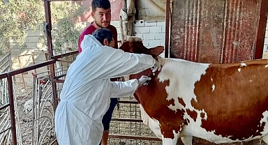 Şap Hastalığına Karşı Koruyucu Aşılama Çalışmaları Başladı