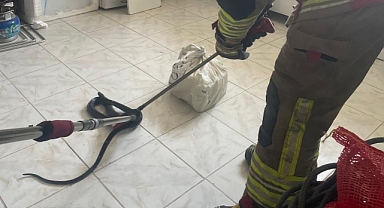 Sıcak Hava ile Yılanlar Yerleşim Yerlerinde Görüldü