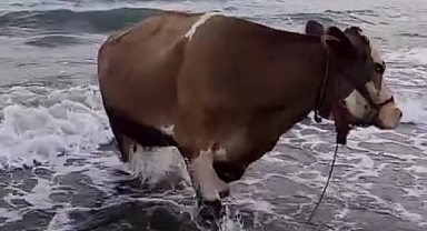 Sıcaktan Bunalan İnek Soluğu Denizde Aldı