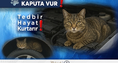 SOKAK HAYVANLARI HBB İLE GÜVENDE