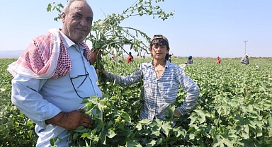 Tarım İşçilerinden Pamuk Tarlasında Zorlu Mesai