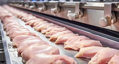 Tavuk Eti Üretiminde Artış