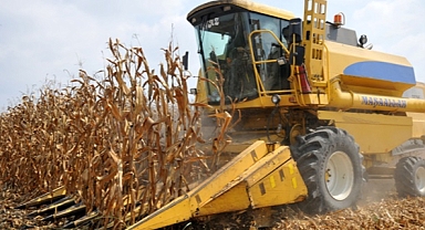 TMO 2025 Yılı Mısır Alım Fiyatını Açıkladı