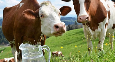 Toplanan Süt Miktarı Arttı