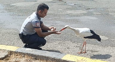 Yaralı Leyleğe, Şefkat Eli 