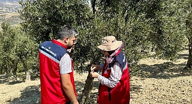 ZEYTİN ÜRETİCİLERİ BİLGİLENDİRİLDİ