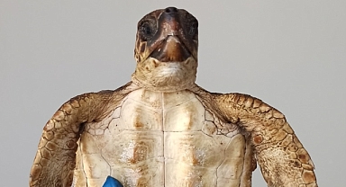 2 Şahin Gagalı Kaplumbağa Telef Oldu