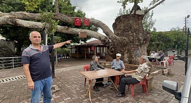 500 Yıllık Çınar Ağacı Yıllara Meydan Okuyor