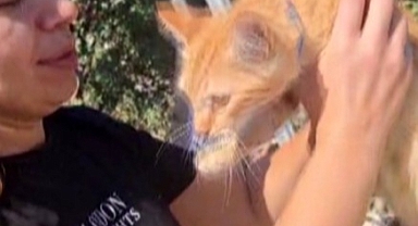 Ağaçta Mahsur Kalan Kedi, Merdiven Yardımıyla Kurtarıldı