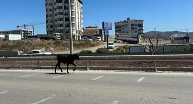 Ahırdan Kaçan Buzağı, Sürücülere Zor Anlar Yaşattı