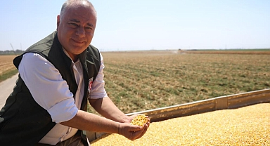 Amik Ovası'nda Mısır Hasadında Rekolte Kaybı