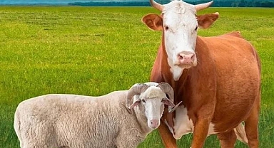 Büyükbaş ve Küçükbaş Hayvan Sayısında Artış