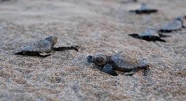 Deniz Kaplumbağaları İçin Koruma Seferberliği