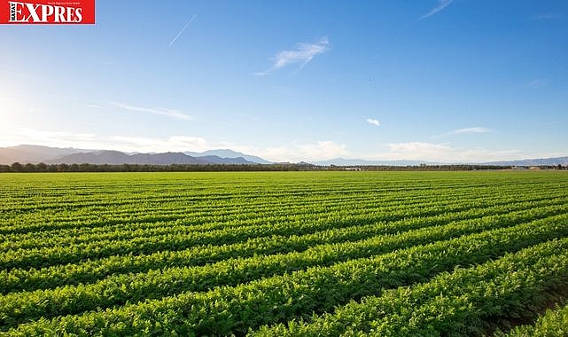 Hatay’da Çiftçilerin Yüzünü Güldüren Büyük Ödeme!