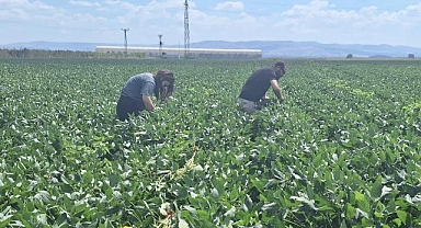 Hatay'da Pamuk Ve Soya Ekili Araziler Kontrol Edildi