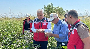 Hatay’da Pamukta Pembe Kurt Zararlısına Karşı Mücadele Sürüyor