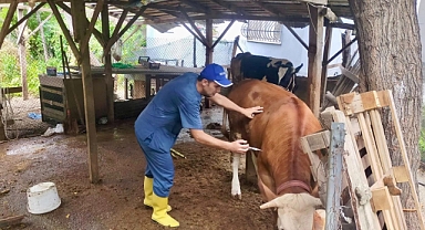 Hatay’da ‘Şap’ Hastalığına Karşı Aşı Çalışması Sürüyor