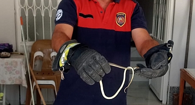 Hatay’da Yerleşim Yerlerine Giren Yılanlar Ekiplerce Yakalandı