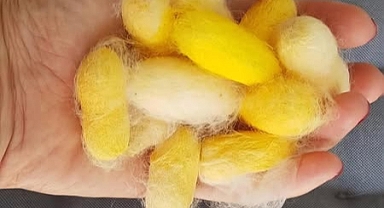 Hatay Sarısı İpeğine Coğrafi İşaret Tescili Verildi