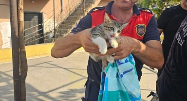 Kedi Zorlu Operasyonla Kurtarıldı