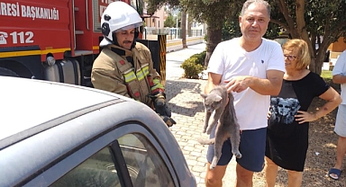 Mahsur Kalan Kedi Ekipler Tarafından Kurtarıldı