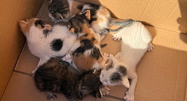 Mahsur Kalan Kedileri İtfaiye Kurtardı