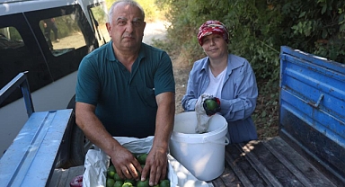 Mandalinada Hissedilir Seviyede Rekolte Kaybı Yaşandı