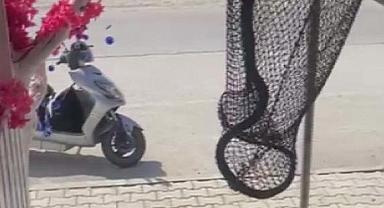 Marketin Dolabına Giren Yılanı, İtfaiye Yakaladı