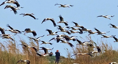 Nesli Tehlike Altındaki Türler İçin Sevindirici Gelişme