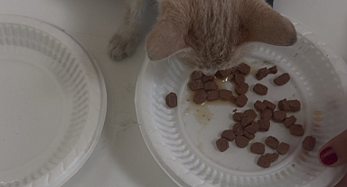 Reyhanlı’da Yaralı Kediye Zabıta Sahip Çıktı