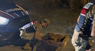 Samandağ Sahilinde Caretta Caretta Seferberliği