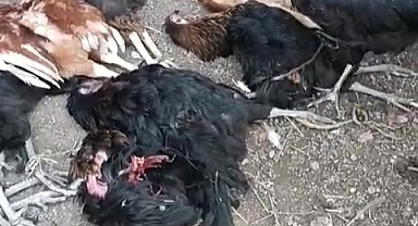 Sokak Köpekleri 70 Tavuğu Telef Etti