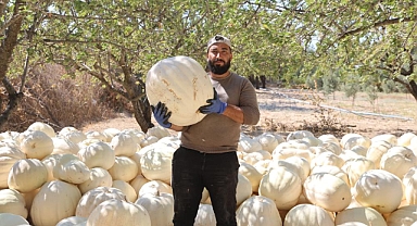 Tescilli Beyaz Kabakta Hasat Başladı