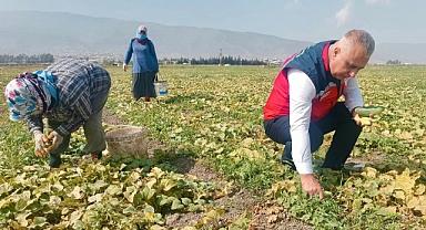 Türkmen, Üreticilerle Hasada Katıldı
