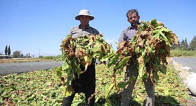 Tütünler, Tarım Arazilerini Renklendirdi
