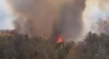 Zeytinlik Alanda Çıkan Yangın Büyümeden Söndürüldü