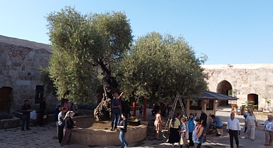 1358 Yaşındaki Zeytin Ağacında Hasat Zamanı