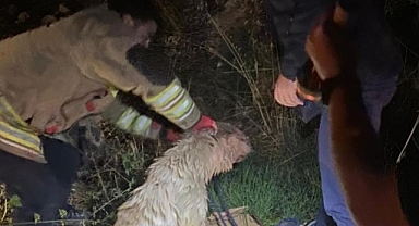 2 Köpek Kuyuya Düştü