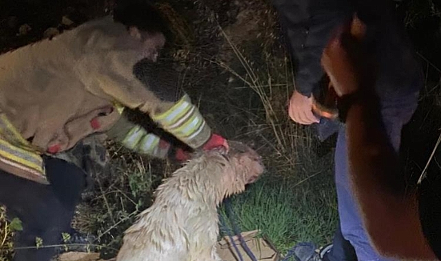2 Köpek Kuyuya Düştü