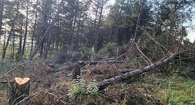 20 Adet Kızılçam Ağacı Kesilmiş Halde Bulundu